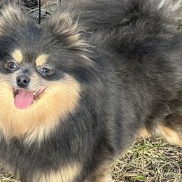 Pomeranians from Tiny Paw Pomeranians