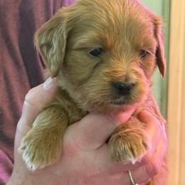 Pink collar - Apricot female Goldendoodle puppy in Indianapolis, Indiana from ZuGolden Retrievers & Doodles