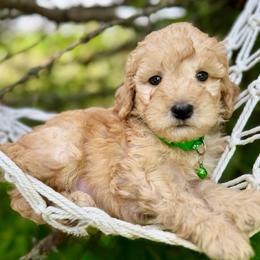 Green - Red  male Goldendoodle puppy in Hesperia, Michigan from Red Acres Poodles & Doodles