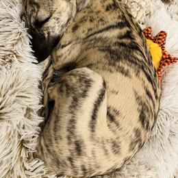 Whippet Puppies from Smithfield Park