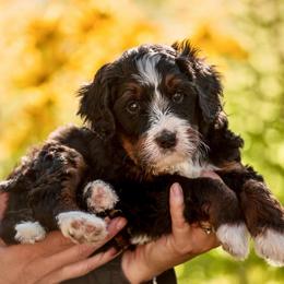 Flint - Tri-color male Bernedoodle puppy in Cortez, Colorado from Sassy Pants Pups