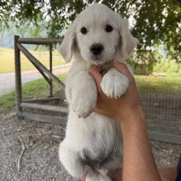 Jasper - Light golden male Golden Retriever puppy in Colville, Washington from Columbia Ridge Goldens