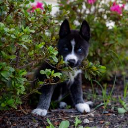 Abyss - Agouti and white female Siberian Husky puppy in Greenville, North Carolina from Ivie Huskies