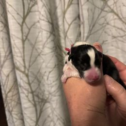 Border Collie Puppies from Hounds of Rabbit Hill