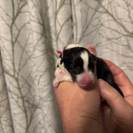 Border Collie Puppies from Hounds of Rabbit Hill