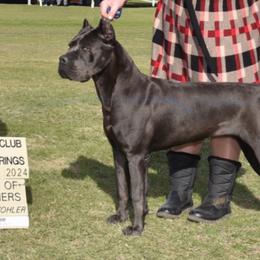 Penelope - Cane Corso