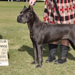 Penelope - Cane Corso
