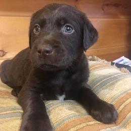 Golden Retriever and Labrador Retriever Puppies from Bear Pond Retrievers