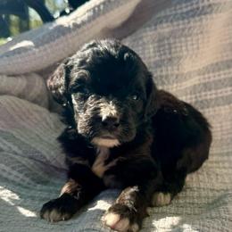 Sophie Boy 6 - Black and white male Bernedoodle puppy in Russiaville, Indiana from Pleasant Creek Minibernedoodles