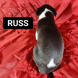 Russ - White and black Whippet puppy in Sweet Home, Oregon from Imperialis Kennels
