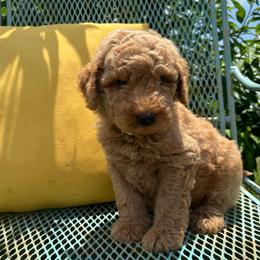 Light green - Red  male Goldendoodle puppy in Seguin, Texas from Dude Ranch Doodles