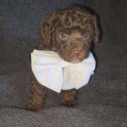 CODI - Brown male Maltipoo puppy in Palmdale, California from J Designer Puppies