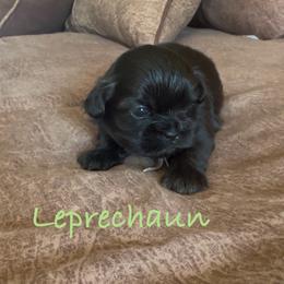 Leprechaun - Black male Shih Tzu puppy in Vernon, New Jersey from Calta’s Cute Shih Tzu