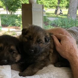 German Shepherd Puppies from Celtic Rose German Shepherds