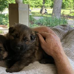German Shepherd Puppies from Celtic Rose German Shepherds