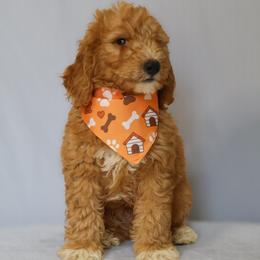 Zeus - Red  male Goldendoodle puppy in Apopka, Florida from Rae Precious Puppies