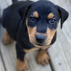 French Bulldog and German Pinscher Puppies from Dream Dior Frenchies & Chapel Heights German Pinschers