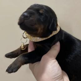 Girl 5 - female Doberman Pinscher puppy in Wellington, Ohio from Jessie J's Dobermans