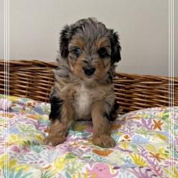 Girl 3 Aussie Doodle - Blue merle female Miniature Australian Shepherd puppy in Pensacola, Florida from TNT MINI AUSSIES