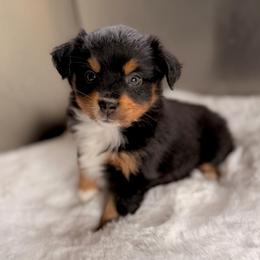 BTF1 - Black tri female Miniature Australian Shepherd puppy in Dayton, Washington from Rafter 22 Aussies