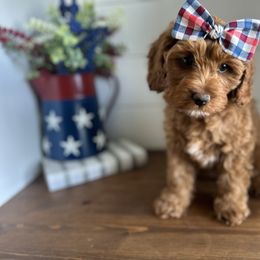 Cherry - Red female Cavapoo puppy in West Haven, Utah from Harper Haven Cavapoos & Doodles