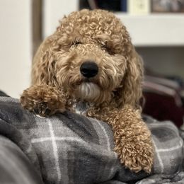 Goldendoodle Puppies from Gingerdoodles