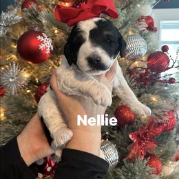 Nellie - Parti female Goldendoodle puppy in Prosperity, Pennsylvania from Stelladoodles & Company