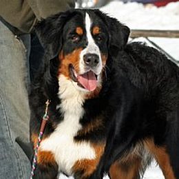 Bernese Mountain Dogs from Tollhaus Kennels
