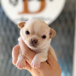 Brielle - Cream and white female Chihuahua puppy in Harrison, Michigan from Cloud9 Chihuahuas