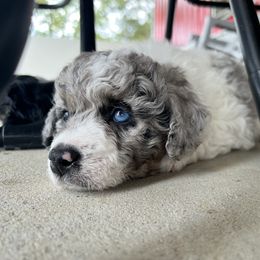 Aussiedoodle and Bernedoodle Puppies from LolliPop Farms
