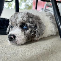Aussiedoodle and Bernedoodle Puppies from LolliPop Farms