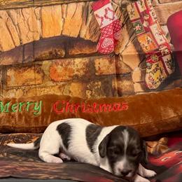 Dancer - Piebald female Dachshund puppy in Erie, Michigan from Champagne’s Grinch Toe’d Dachshunds