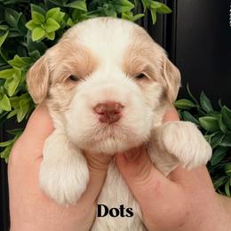 Dots - Caramel male Australian Labradoodle puppy in Silver Spring, Maryland from Potomac Australian Labradoodles