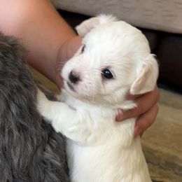 Havanese, Havapoo, and Poodle Puppies from Parlor Pups