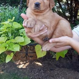 Golden Retriever Puppies from Crowders Creek Goldens