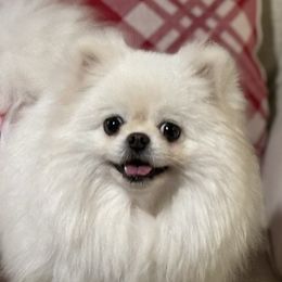 Ling Ling - Pomeranian