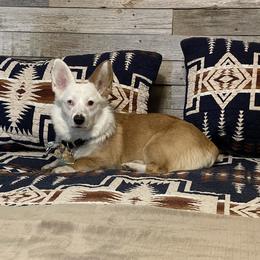Loretta - Pembroke Welsh Corgi