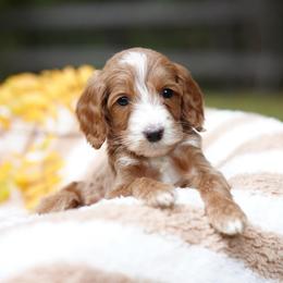 Bean - Red  male Goldendoodle puppy in Spokane, Washington from Puppy Love
