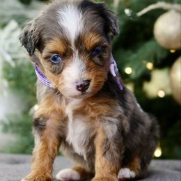 Lemon meringue - female Australian Mountain Doodle puppy in Murray, Utah from Sun Valley Doodles