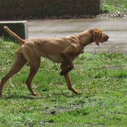 Ginger - Vizsla