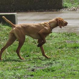 Ginger - Vizsla