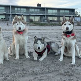Siberian Husky Puppies from Young Orchard Siberians