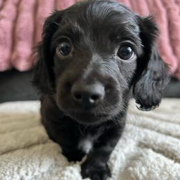 Rolly - Black male Dachshund puppy in Ocala, Florida from Weenie Boops