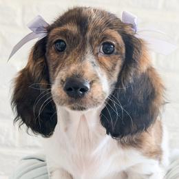 Faith - Piebald female Dachshund puppy in Auburn, Alabama from Blue Bow Kennels
