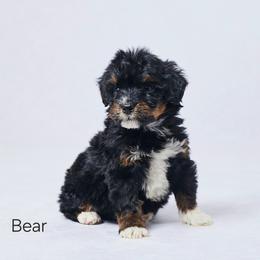 Bear - Tri-color male Bernedoodle puppy in Apple Creek, Ohio from Grandeur Valley Puppies