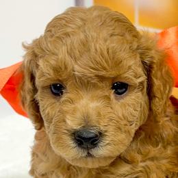 Apple Jack (Orange Collar) - Apricot female Goldendoodle puppy in Santa Clara, Utah from Desert Dawn Doodles
