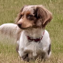 Jolene - Dachshund