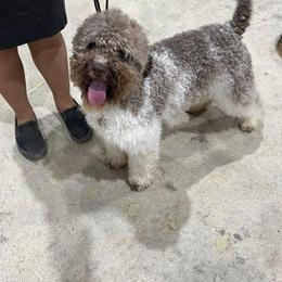 Lagotto Romagnolo All Grown Up from Ohio Primo Lagotto Romagnolo