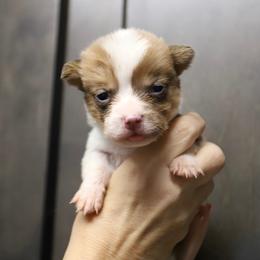 Boy 1 - Sable male Pembroke Welsh Corgi puppy in Ocala, Florida from Dolan Farms Corgis