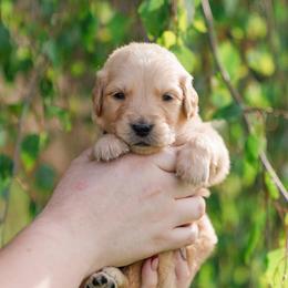 Evie ( light purple) - Golden female Golden Retriever puppy in Oregon from A Goldens First Love